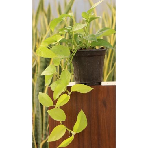 عکس گلکده خانه پدری