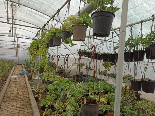 عکس گلکده خانه پدری