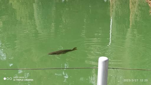 عکس استخر قدیمی وکیل‌آباد