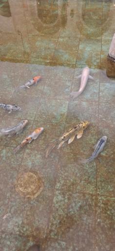 عکس خانه خاطبی