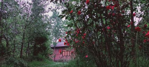 عکس اقامتگاه صنوبر