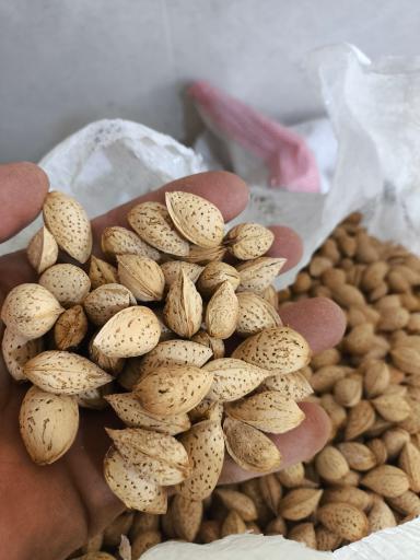 عکس بورس بادام درعلی 