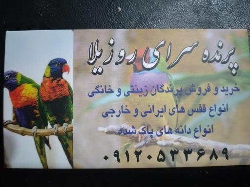 عکس پرنده سرای روزیلا