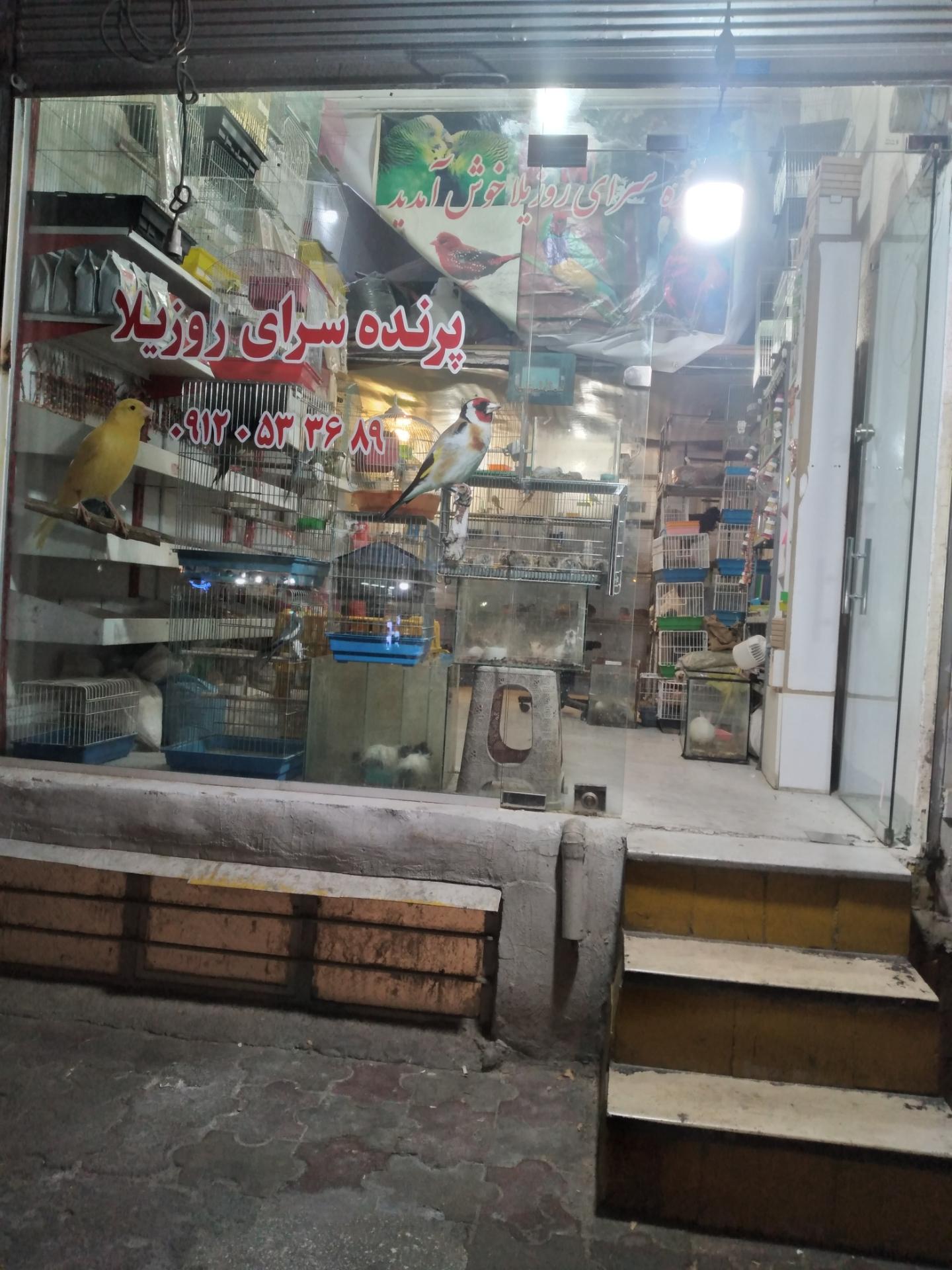 عکس پرنده سرای روزیلا
