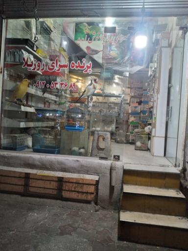 عکس پرنده سرای روزیلا