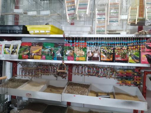 عکس پرنده سرای روزیلا