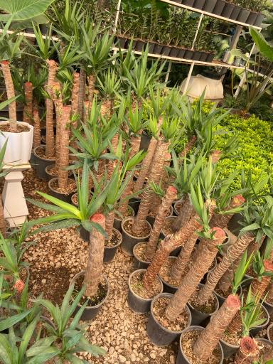 عکس گلستان افرا 