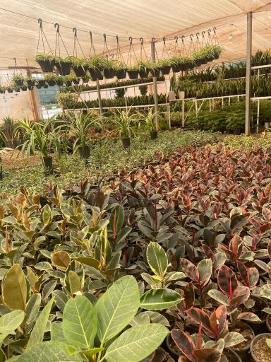 عکس گلستان افرا 