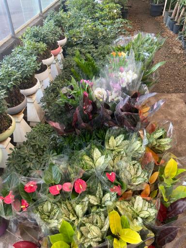 عکس گلستان افرا 