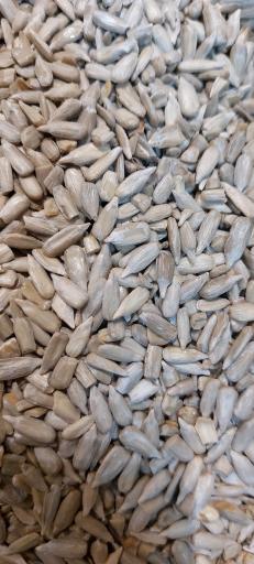 عکس کنجد آسمان (سپاد)