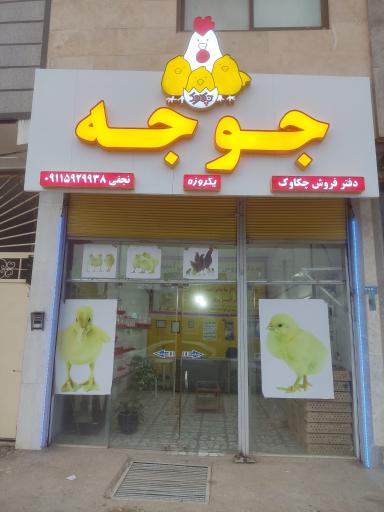 عکس جوجه یک روزه نجفی (دفتر فروش چکاوک)