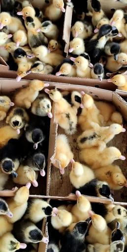 عکس جوجه یک روزه نجفی (دفتر فروش چکاوک)