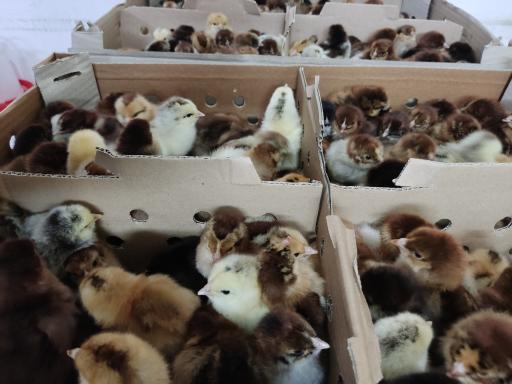 عکس جوجه یک روزه نجفی (دفتر فروش چکاوک)