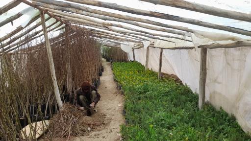 عکس گلخانه نیلوفر