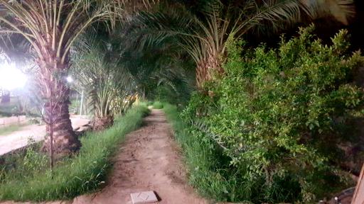 عکس باغ صلواتی ( جناب آقای معماریان )