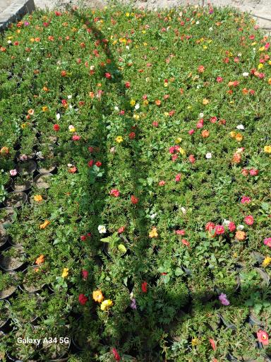 عکس گل و گیاه نیری