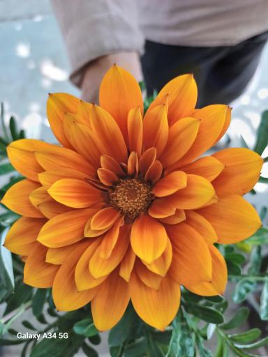 عکس گل و گیاه نیری