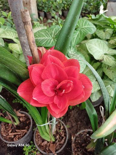 عکس گل و گیاه نیری