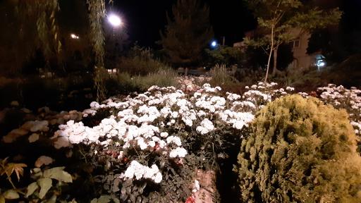 عکس بوستان پویش