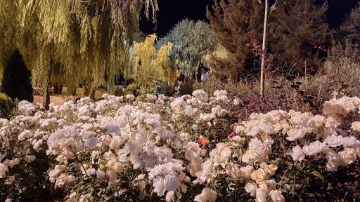 عکس بوستان پویش