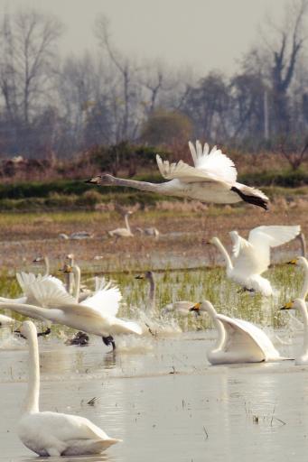 عکس منطقه حفاظت شده پرندگان سرخ‌رود