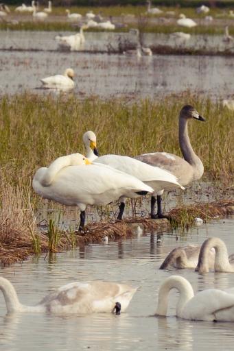عکس منطقه حفاظت شده پرندگان سرخ‌رود