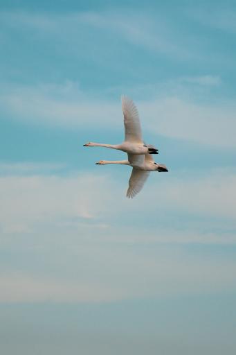 عکس منطقه حفاظت شده پرندگان سرخ‌رود