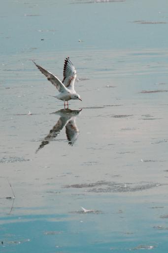 عکس منطقه حفاظت شده پرندگان سرخ‌رود