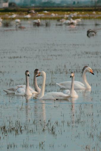 عکس منطقه حفاظت شده پرندگان سرخ‌رود