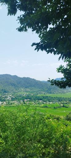 عکس ماکلوان