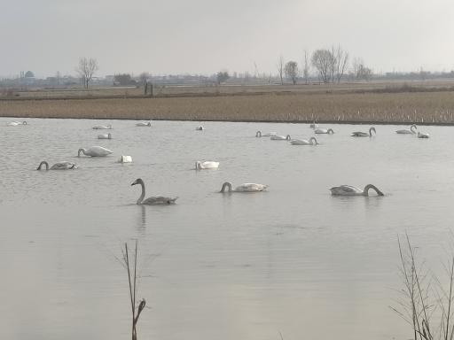عکس منطقه حفاظت شده پرندگان سرخ‌رود