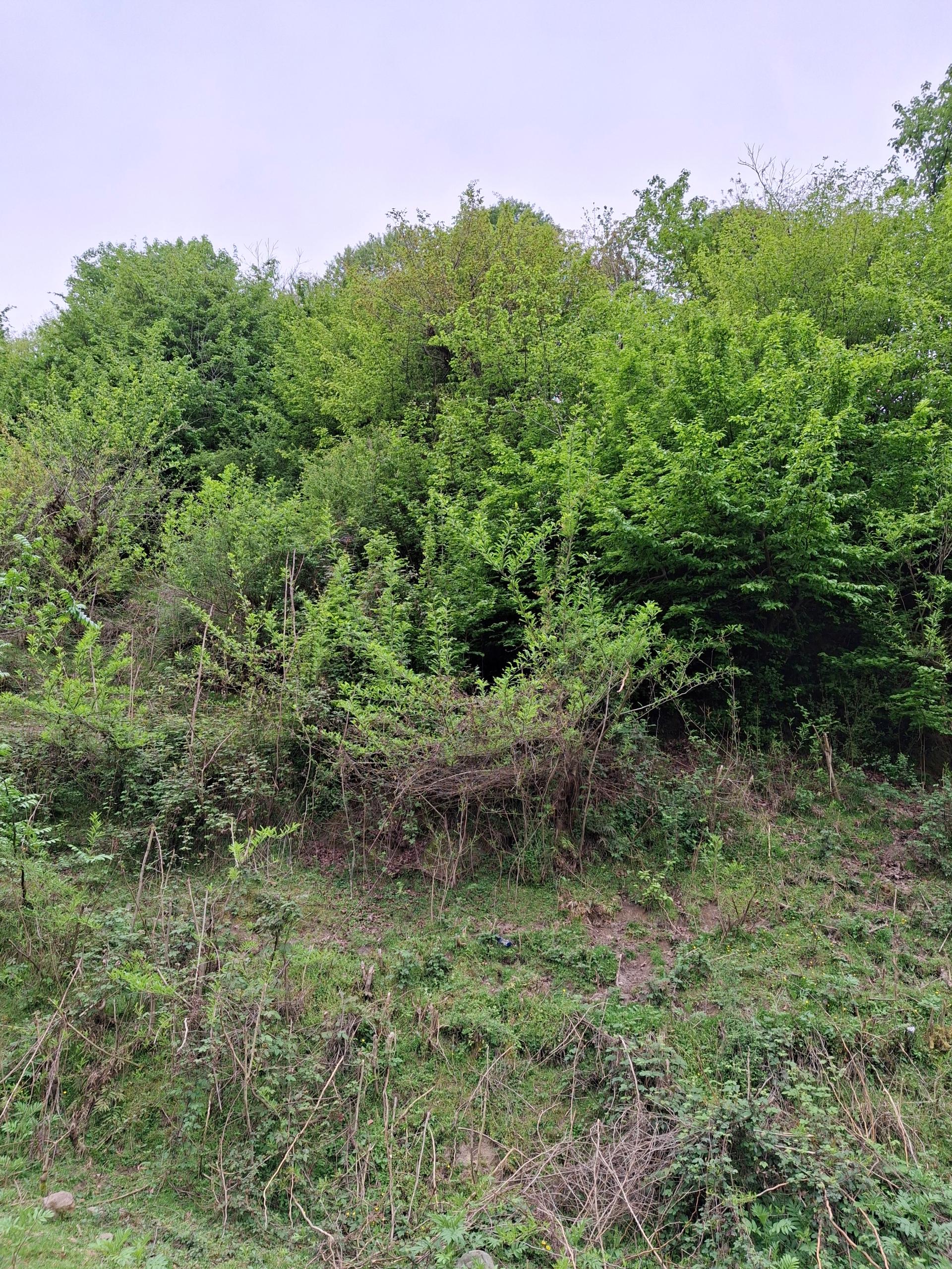 عکس آبشار جنگل سیاهکل