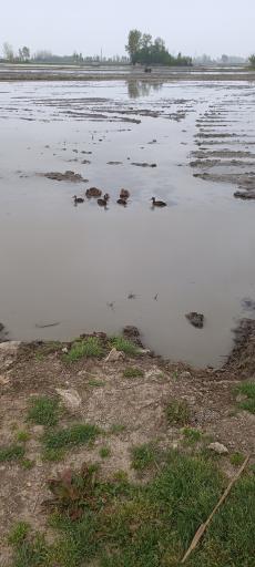 عکس منطقه حفاظت شده پرندگان سرخ‌رود