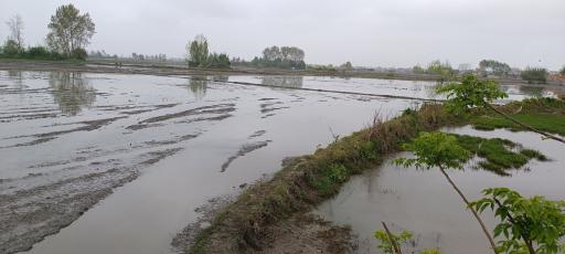 عکس منطقه حفاظت شده پرندگان سرخ‌رود