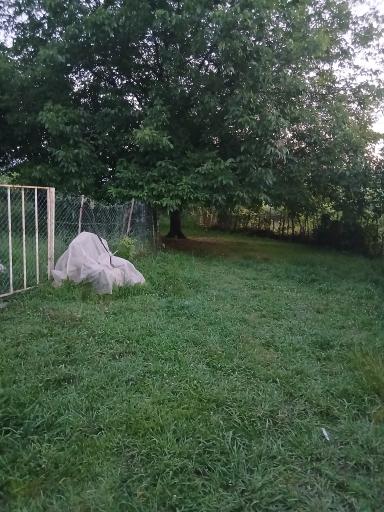 عکس ماکلوان