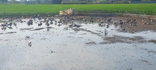 عکس منطقه حفاظت شده پرندگان سرخ‌رود