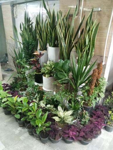 عکس گل فروشی وصال