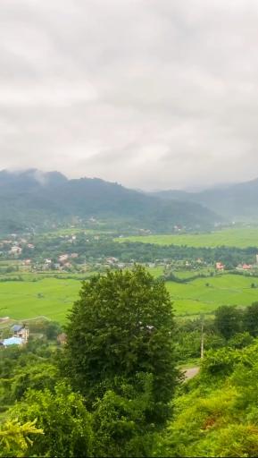 عکس ماکلوان