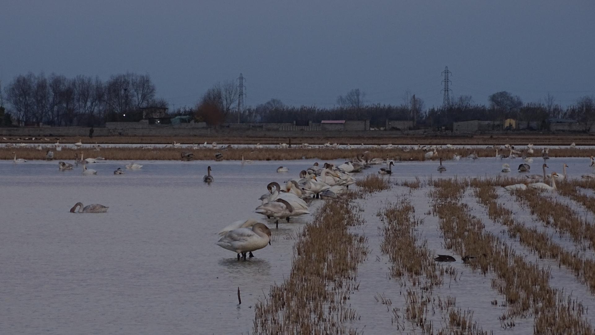 عکس منطقه حفاظت شده پرندگان سرخ‌رود