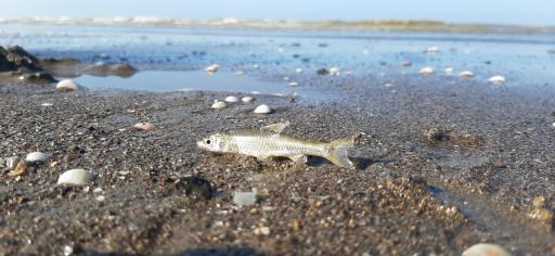 عکس منطقه حفاظت شده پرندگان سرخ‌رود