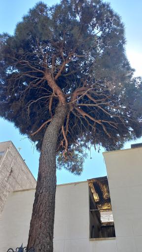 عکس باغ عمارت تاریخی معیرالممالک کیهانی