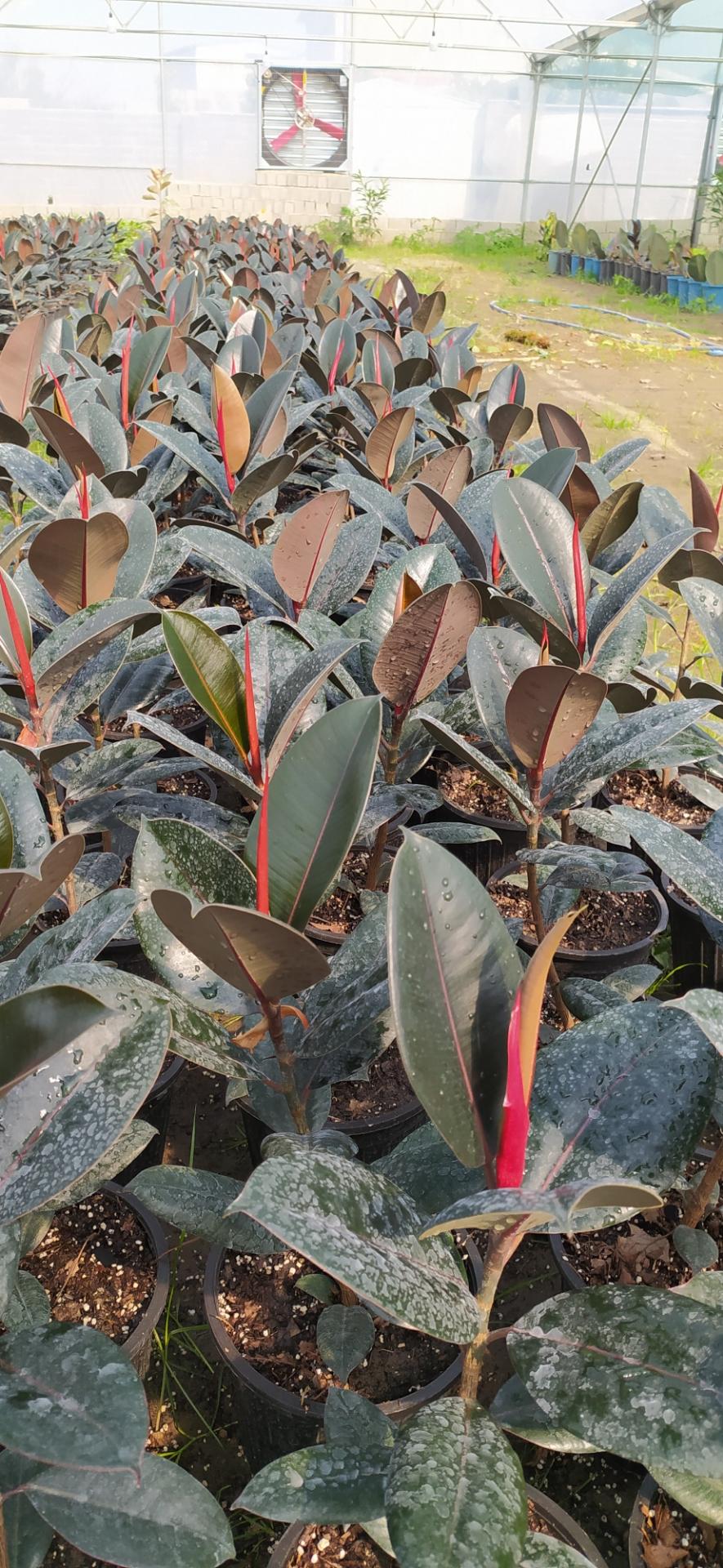 عکس مزرعه گل فروردین شمال