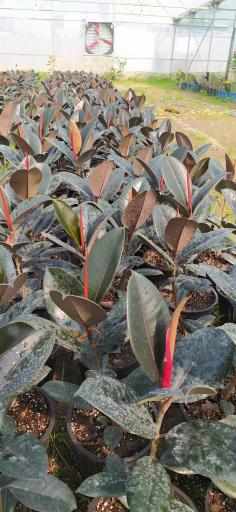 عکس مزرعه گل فروردین شمال