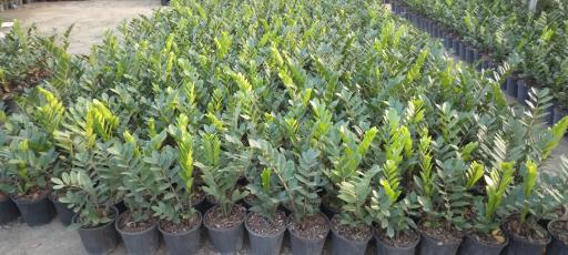 عکس مزرعه گل فروردین شمال