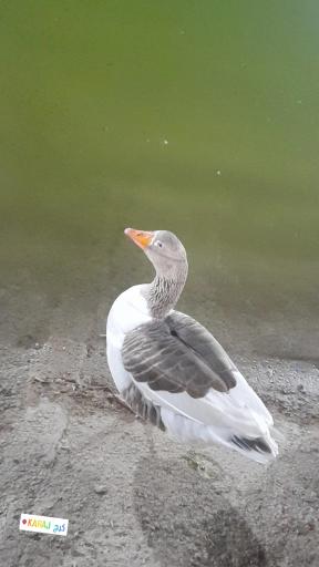 پارک آزادگان