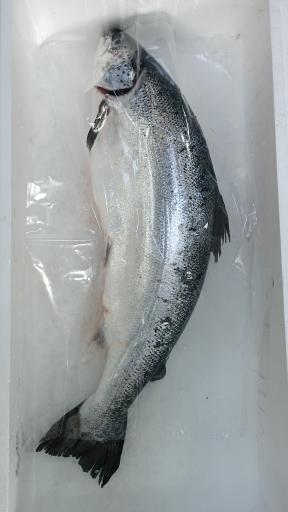 عکس  بازار ماهی سرچشمه