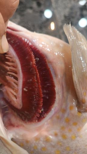 عکس  بازار ماهی سرچشمه