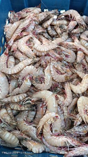 عکس  بازار ماهی سرچشمه