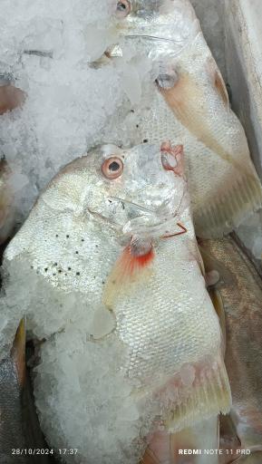 عکس  بازار ماهی سرچشمه