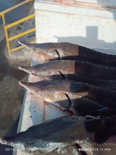 عکس  بازار ماهی سرچشمه